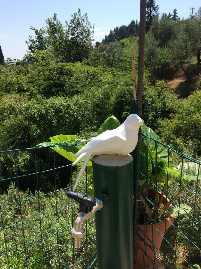 Affittacamere La casina delle rondini Corsanico-Bargecchia Esterno foto