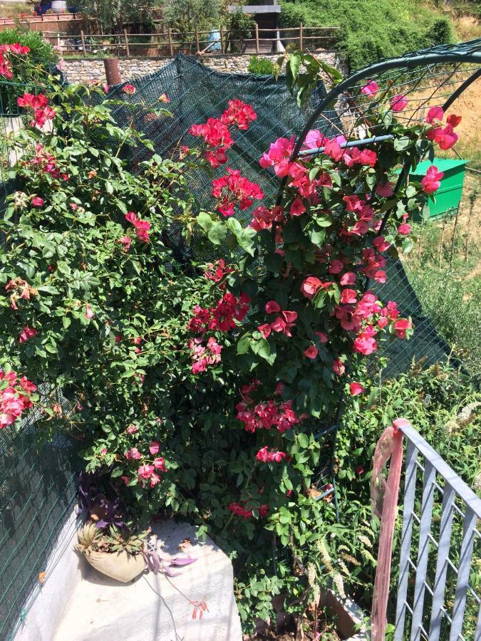 Affittacamere La casina delle rondini Corsanico-Bargecchia Esterno foto